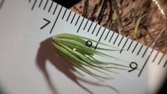 Elymus virginicus halophilus