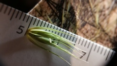 Elymus virginicus halophilus