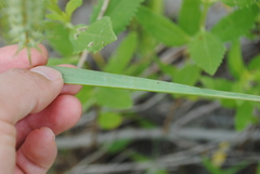 Elymus virginicus halophilus