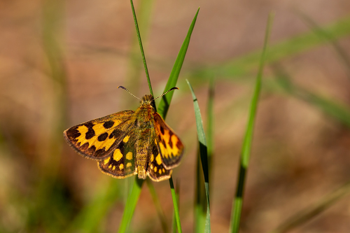 Geltonmargė Hesperija nuotrauka
