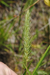 Elymus virginicus halophilus