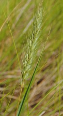 Elymus virginicus halophilus