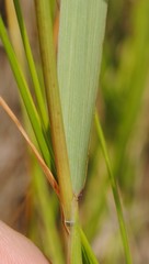 Elymus virginicus halophilus