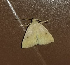 Chytolita morbidalis