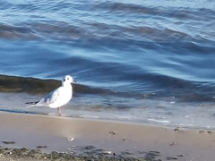 Chroicocephalus ridibundus