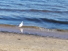 Chroicocephalus ridibundus