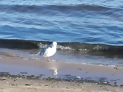 Chroicocephalus ridibundus