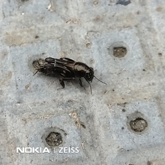 Tridactylidae