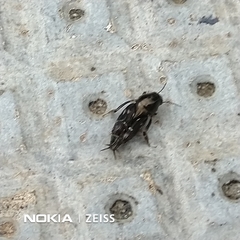 Tridactylidae