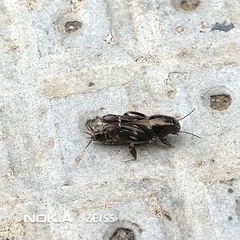 Tridactylidae