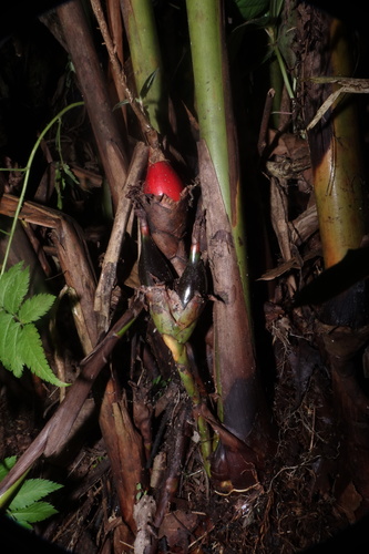 Image of Ethiopian Cardamom (Aframomum angustifolium) by no rights reserved