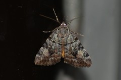 Catocala lineella