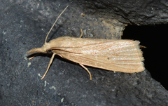 Diatraea evanescens