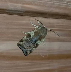 Cryptocala acadiensis