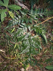 Davallia solida pyxidata
