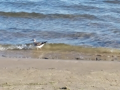 Chroicocephalus ridibundus