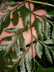 Davallia solida pyxidata