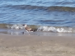 Chroicocephalus ridibundus