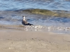 Chroicocephalus ridibundus