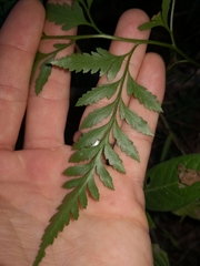 Davallia solida pyxidata