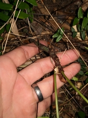 Davallia solida pyxidata