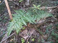 Davallia solida pyxidata