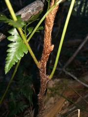 Davallia solida pyxidata