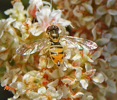 Toxomerus marginatus