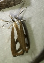 Catoptria latiradiellus