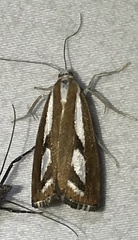 Catoptria latiradiellus