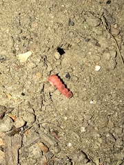 Microphotus angustus