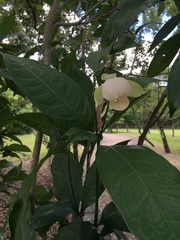 Magnolia coco