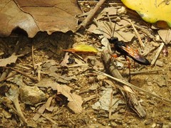 Sphex subtruncatus