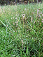Hordeum brevisubulatum