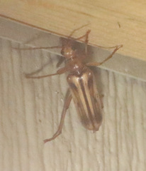 Ortholeptura valida