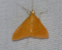 Loxomorpha flavidissimalis