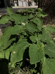 Solanum nigrum