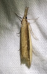 Donacaula albicostellus