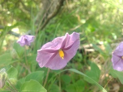 Lycianthes moziniana