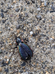 Carabus vietinghoffii