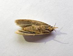 Agapeta hamana