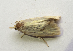 Agapeta hamana