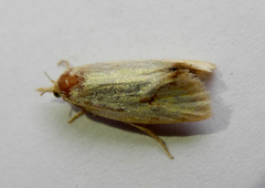 Agapeta hamana