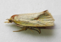 Agapeta hamana