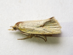 Agapeta hamana