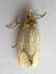 Agapeta hamana