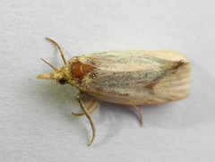 Agapeta hamana