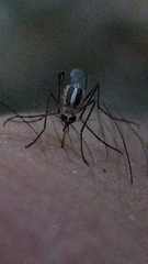 Aedes tormentor