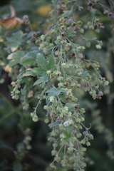 Kearnemalvastrum lacteum