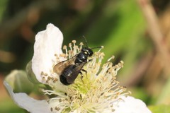 Ceratina cucurbitina
